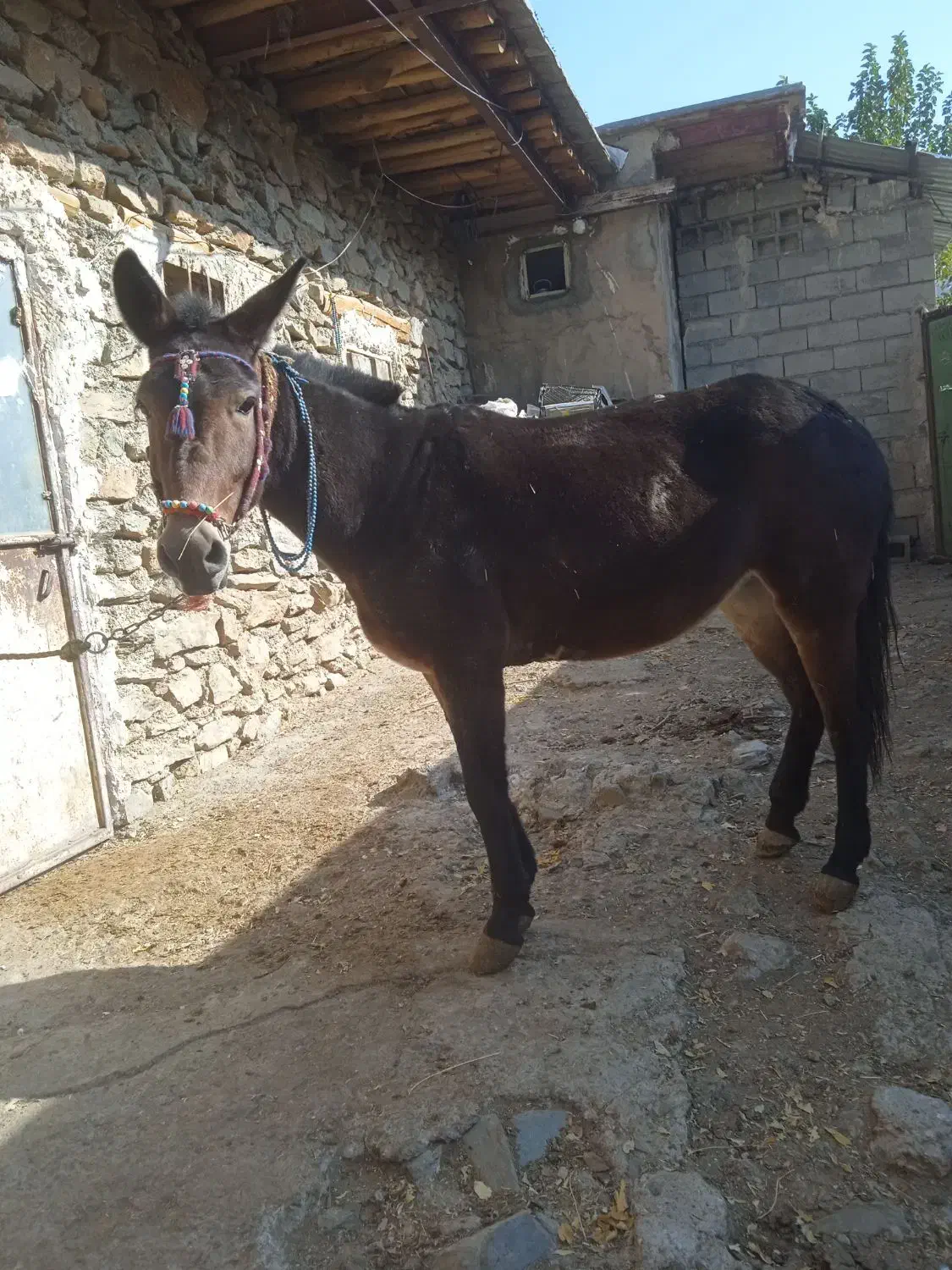 قاطر|حیوانات مزرعه|بانه, |دیوار