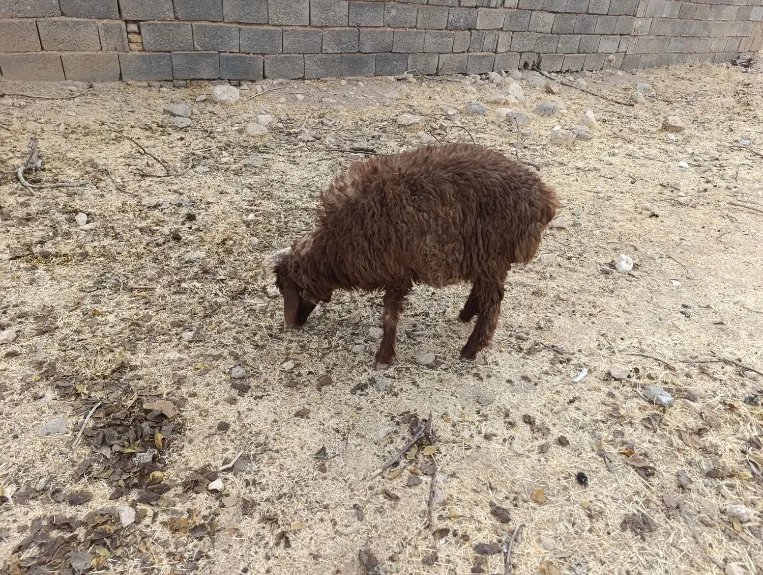 بره لاغر گله آیی مناسب داشت و پروار|حیوانات مزرعه|سرچهان, |دیوار