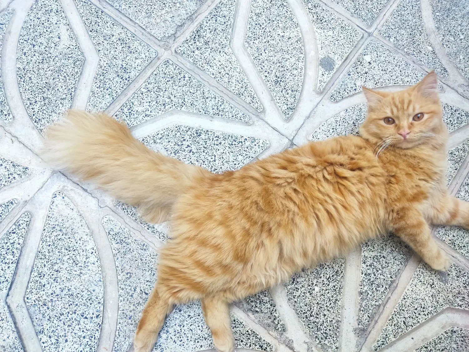 واگذاری گربه میکس پرشین اسکاتیش|گربه|تبریز, |دیوار