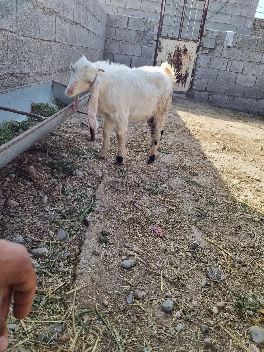 بز بره|حیوانات مزرعه|دزفول, |دیوار