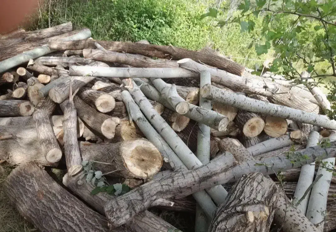 خریداره چوب های بادام گردو زرد آلو وزم ونو بید و..|خدمات باغبانی و درختکاری|ساروق, |دیوار