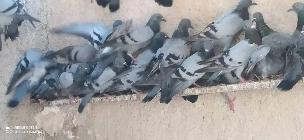 کبوترسبزشرکتی یا دوشی۵۰عدد|پرنده|بندر ماهشهر, |دیوار