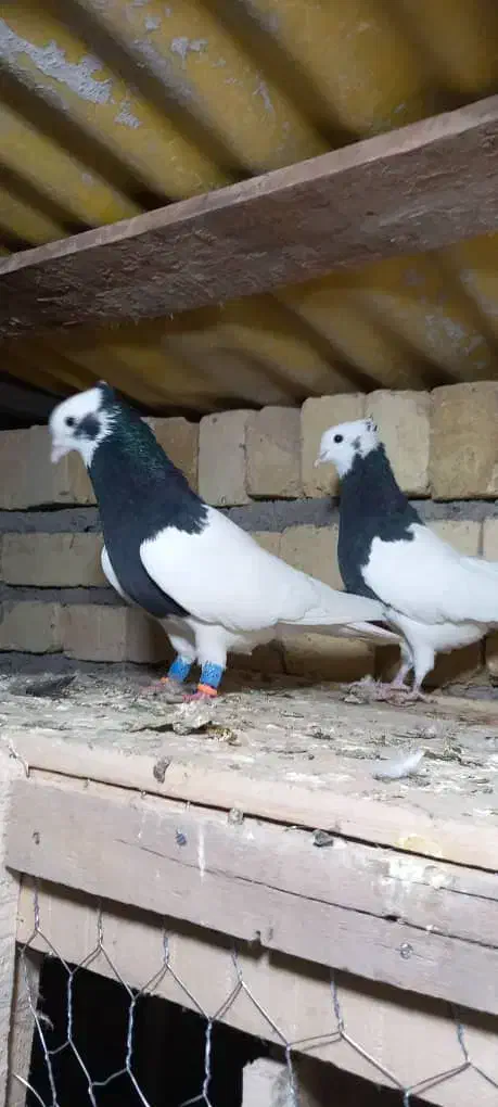 یه جفت کبوتر طوقی نروماده نیس در جهان|پرنده|شال, |دیوار