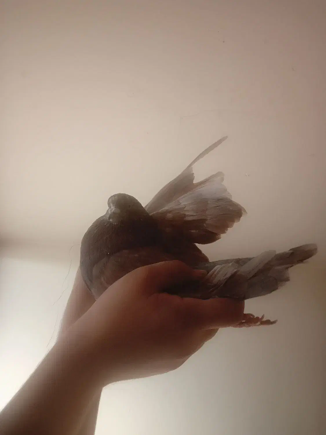 نر عالیی|پرنده|تهران, هاشمی|دیوار