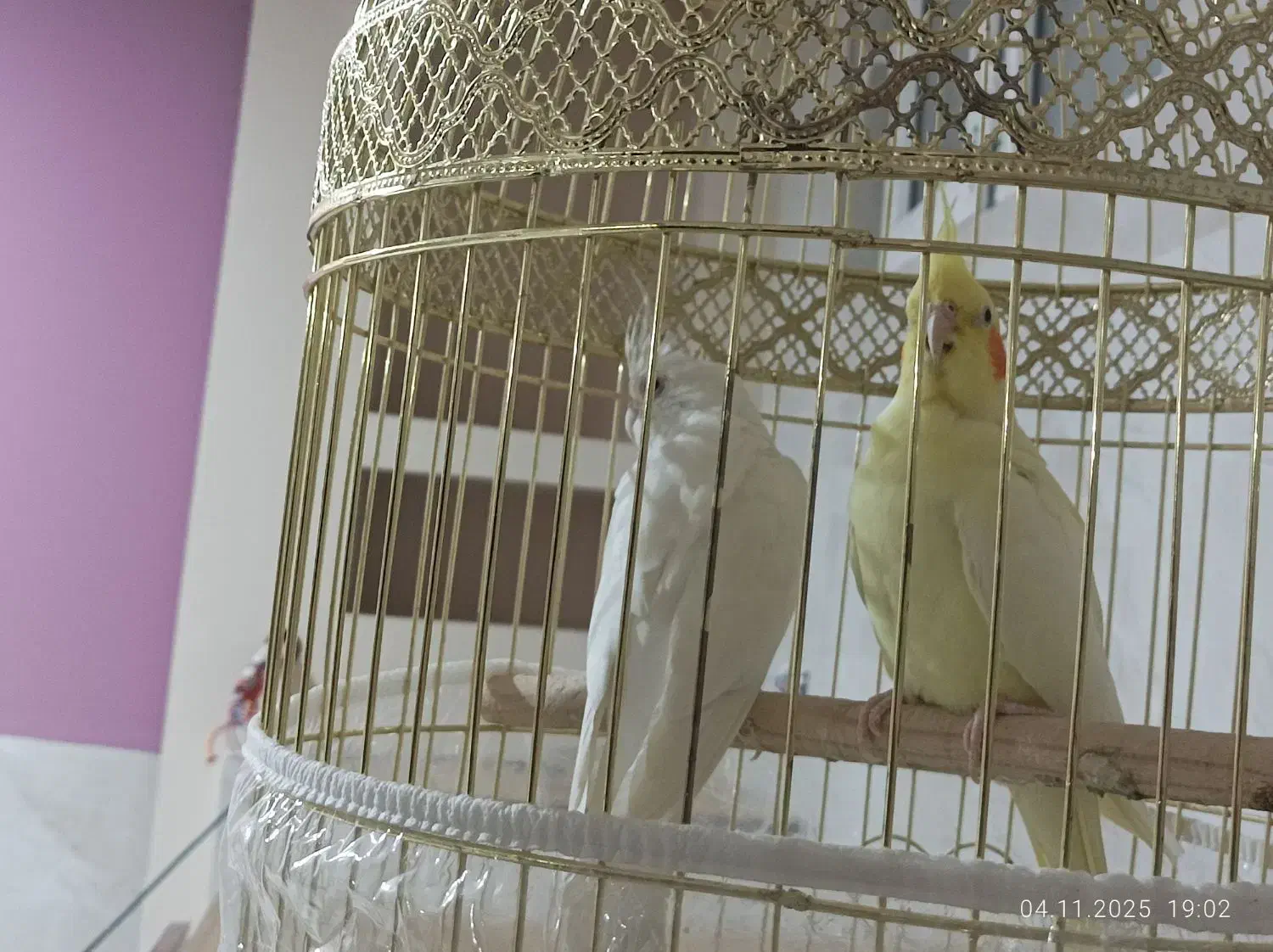 عروس هلندی|پرنده|ایرانشهر, |دیوار