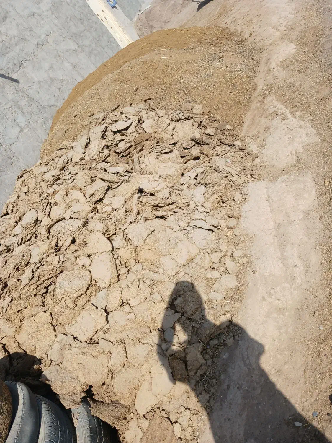 کودگوسفندی|گل و گیاه طبیعی|کاشان, فاز ۱ ناجی آباد|دیوار