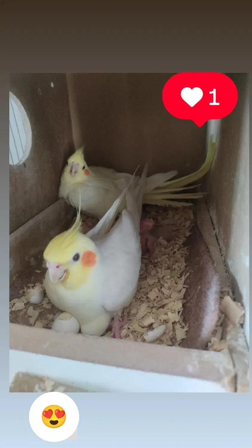 دوجفت لوتینومولد تضمینی معاوضه باگرینچیک اوقون فری|پرنده|گنبد کاووس, |دیوار