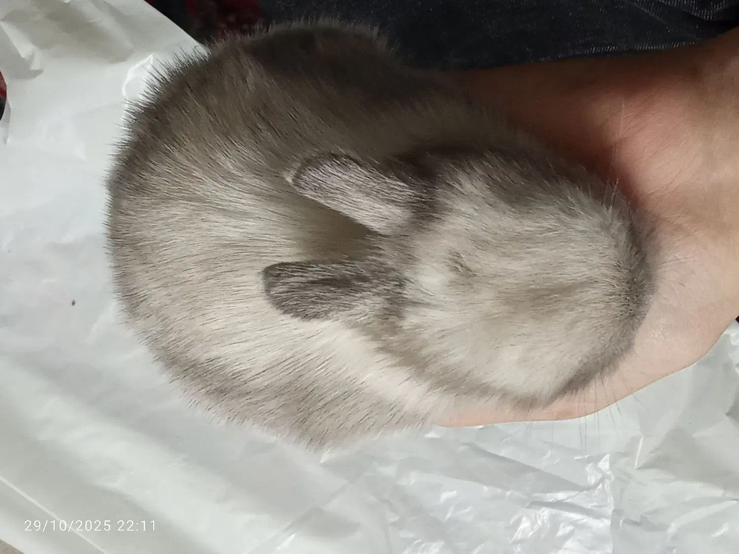 خرگوش مینی لوپ|موش و خرگوش|تهران, یافت آباد جنوبی|دیوار