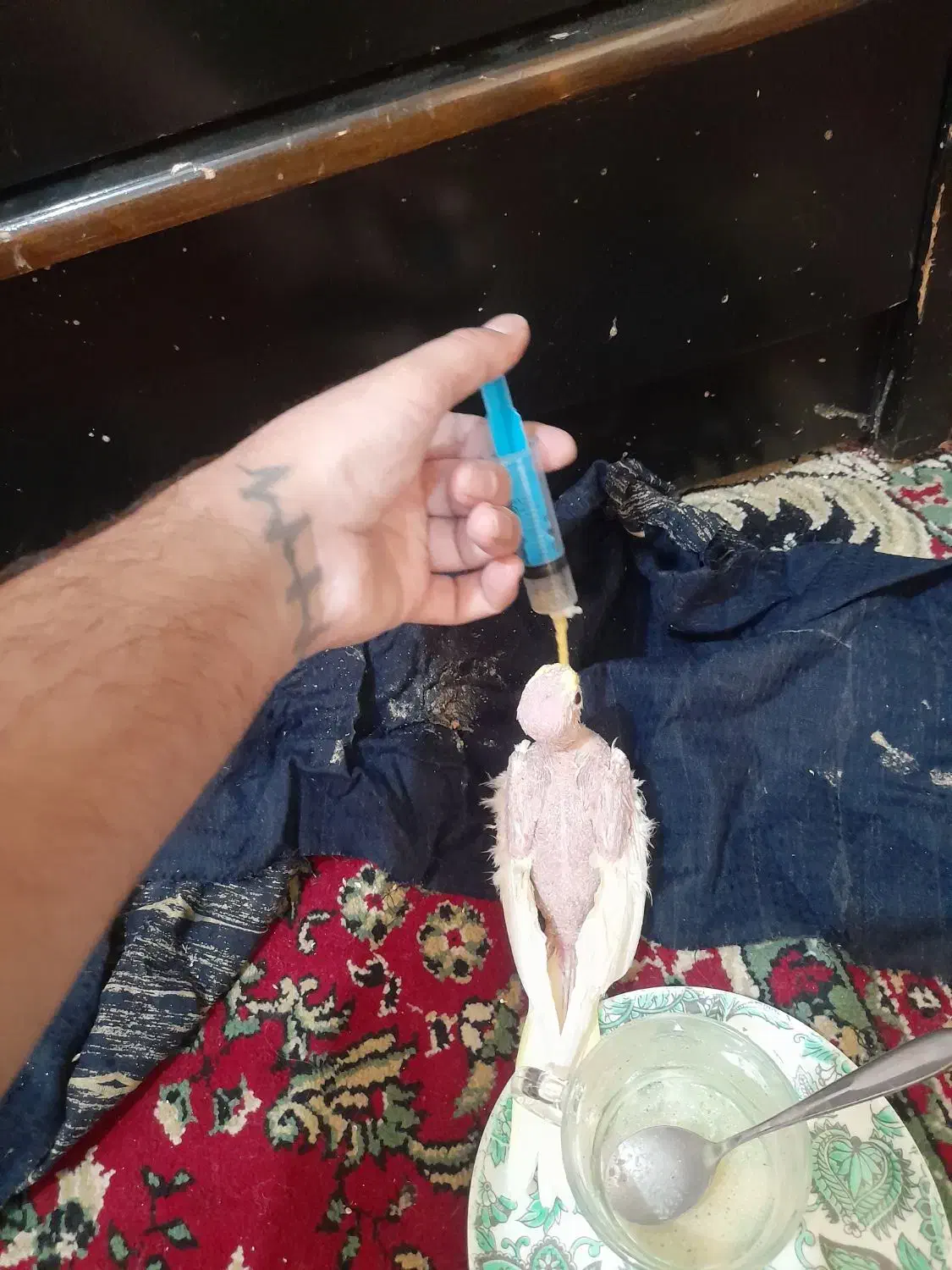 جوجه عروس سرلاکی چشم شرابی|پرنده|پاکدشت, شهرک انقلاب|دیوار