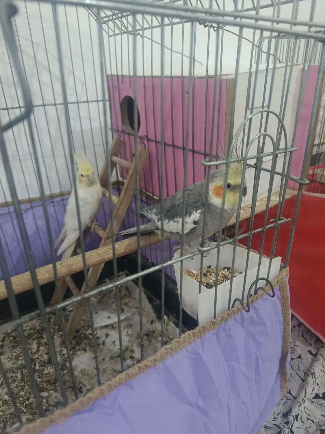 عروس هلندی|پرنده|بندر امام خمینی, |دیوار