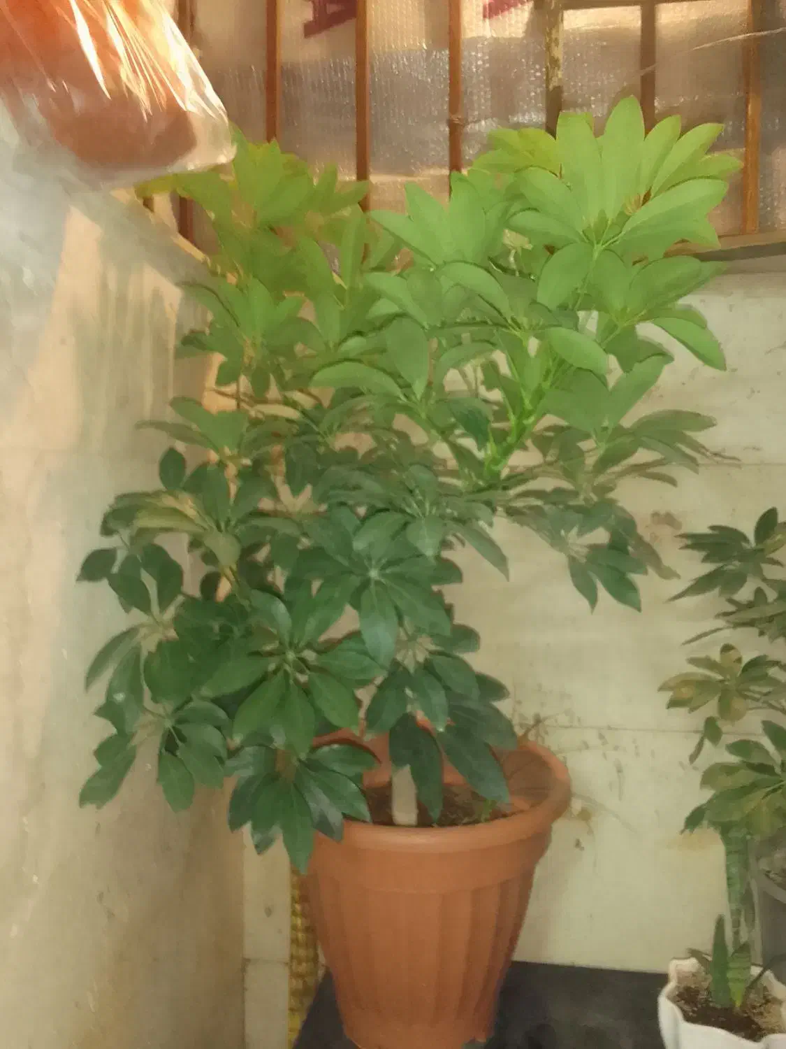 گل شفلرا|گل و گیاه طبیعی|گلبهار, شهر جدید گلبهار|دیوار