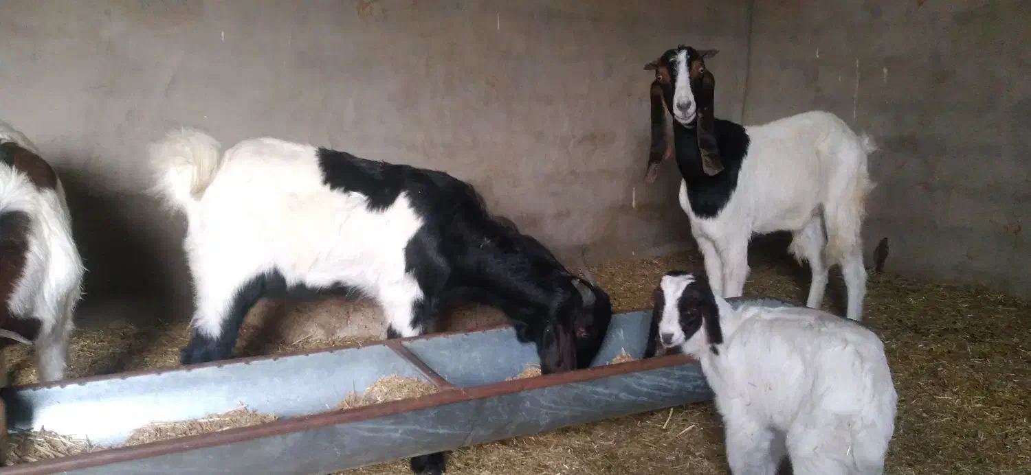 بز حمیدیه خسرج|حیوانات مزرعه|حمیدیه, |دیوار