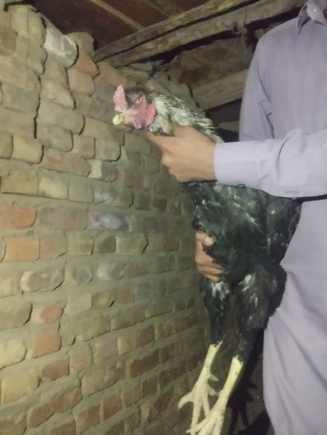 مرغ و خروس|حیوانات مزرعه|خاش, |دیوار