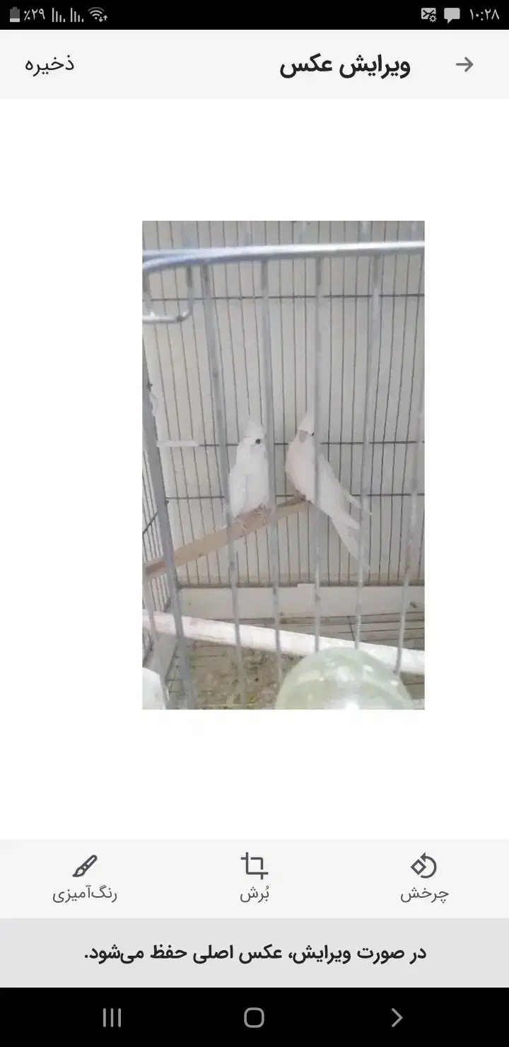 آلبینو|پرنده|اهر, |دیوار