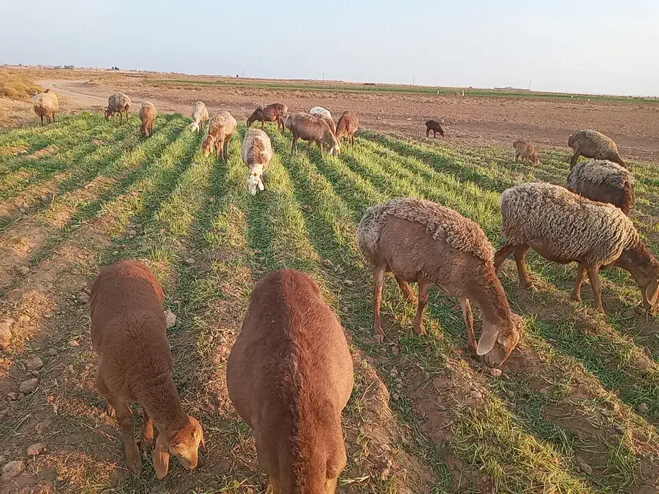 22راس میش جوان 6تازاییده بقیه اوسته جفت 60میلیون|حیوانات مزرعه|تربت جام, میان جام|دیوار