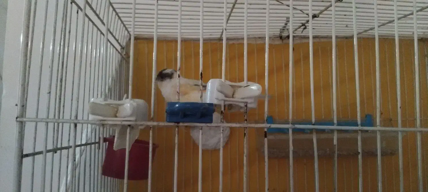 قناری نر ریزه خوان|پرنده|مشهد, دوست آباد|دیوار