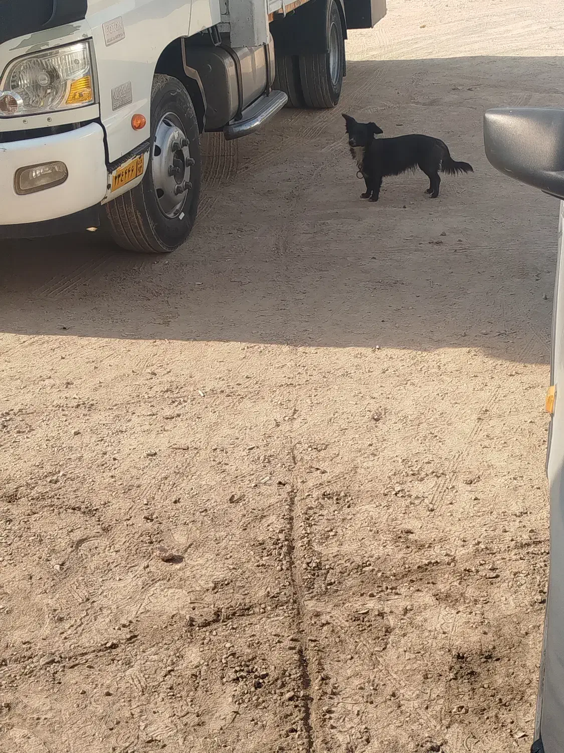 سگ ماده|سگ|مرودشت, کوشک|دیوار