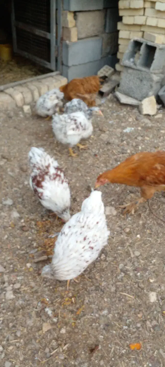 ویاندوت معاوضه|حیوانات مزرعه|اصفهان, سرشبادران|دیوار