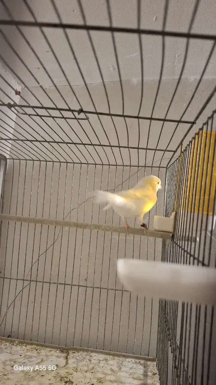 قناری جفت موزایکی|پرنده|قزوین, |دیوار