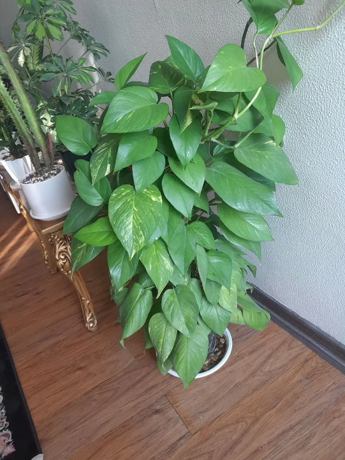 پتوس خزه دار|گل و گیاه طبیعی|شاهین‌شهر, طالقانی|دیوار