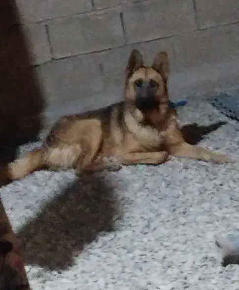 سگ .ژرمن|سگ|یاسوج, |دیوار