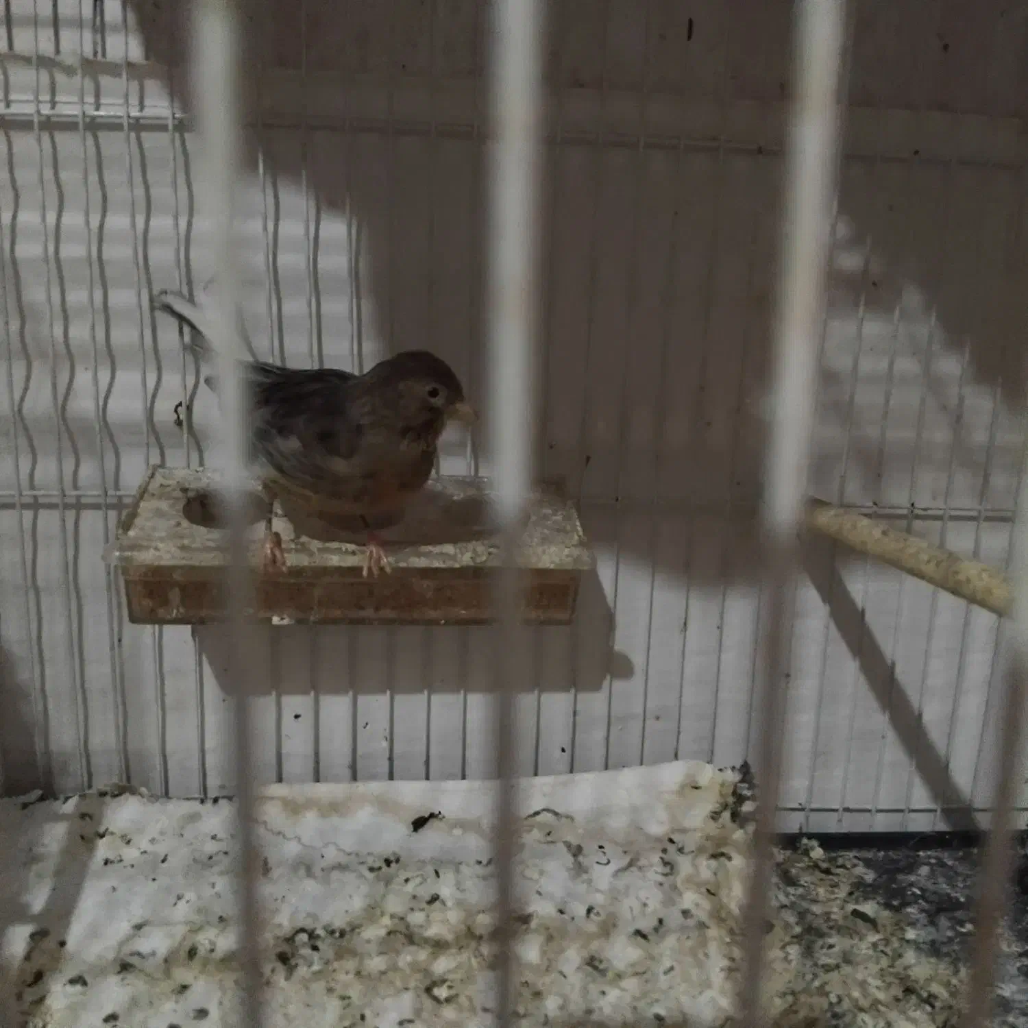 فنچ قناری سهره|پرنده|شیروان (خراسان), |دیوار