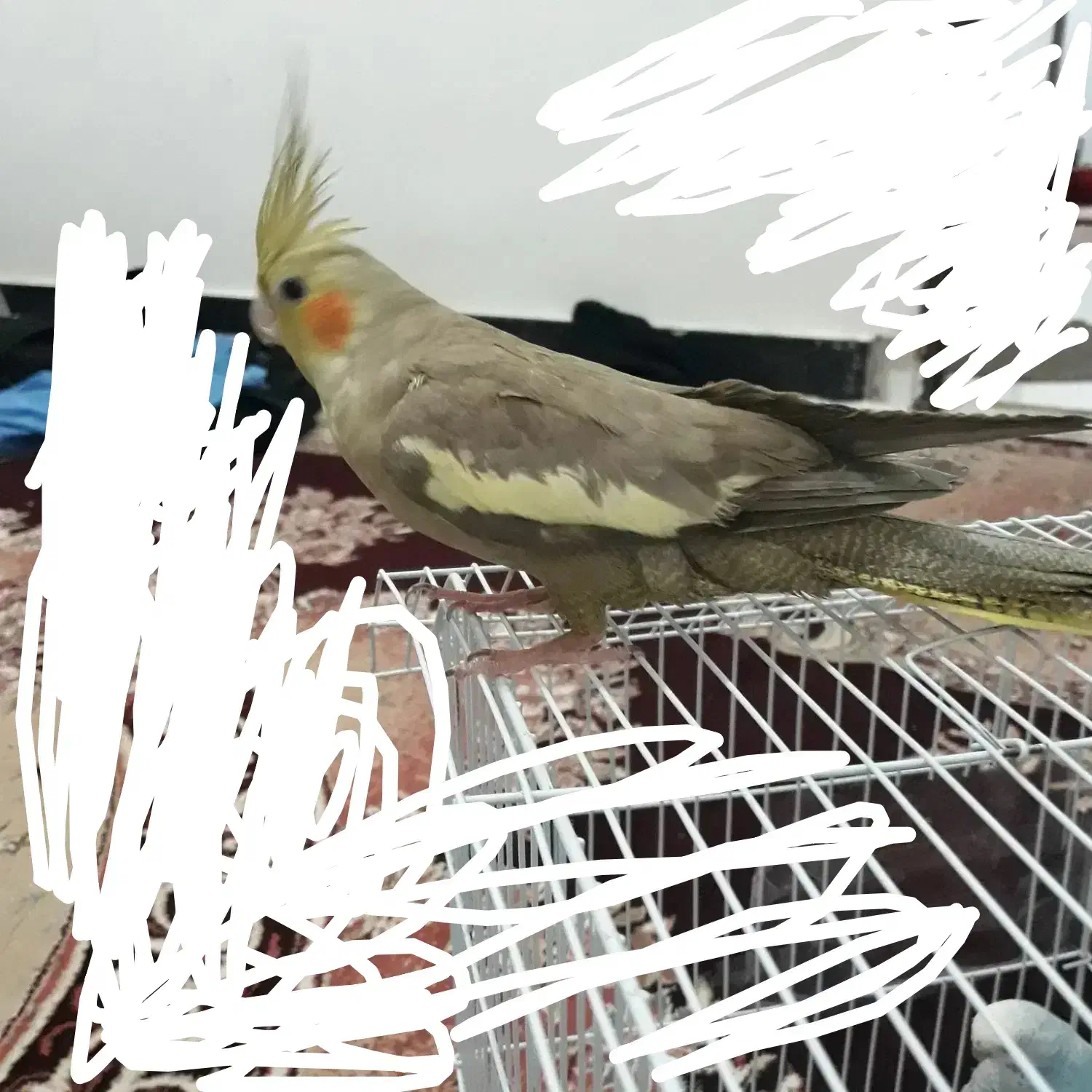 عروس هلندی  ماده معاوضه با عروس هلندی نر|پرنده|سرایان, |دیوار