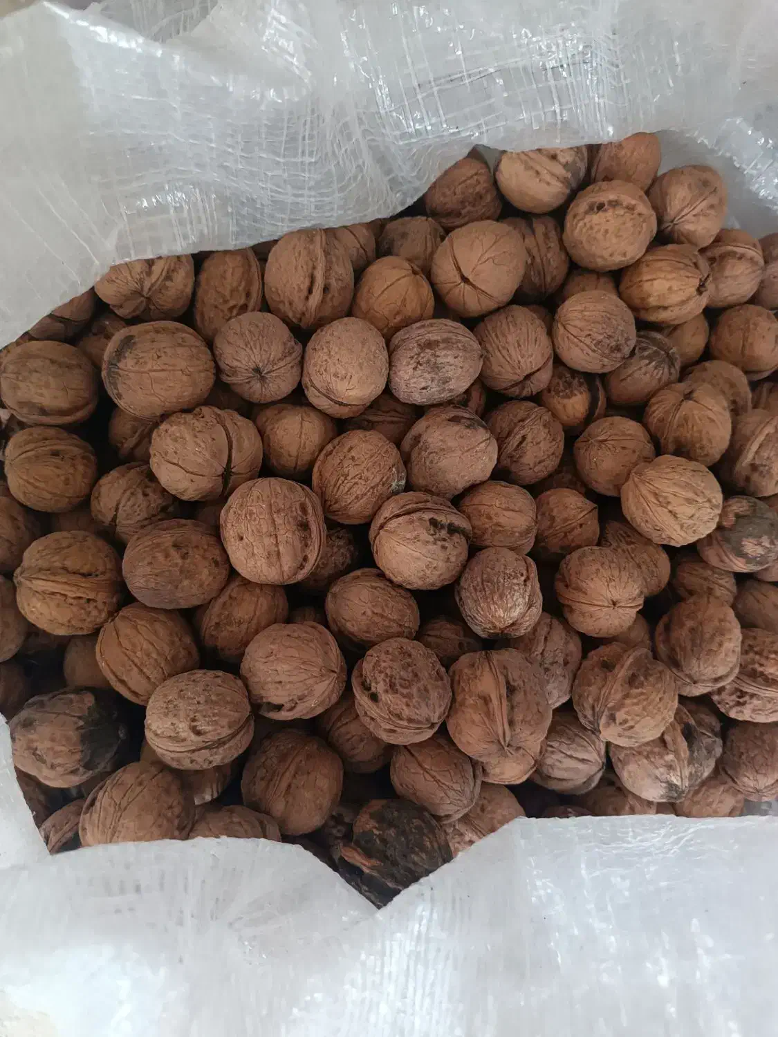 گردو|خوردنی و آشامیدنی|کاشمر, |دیوار