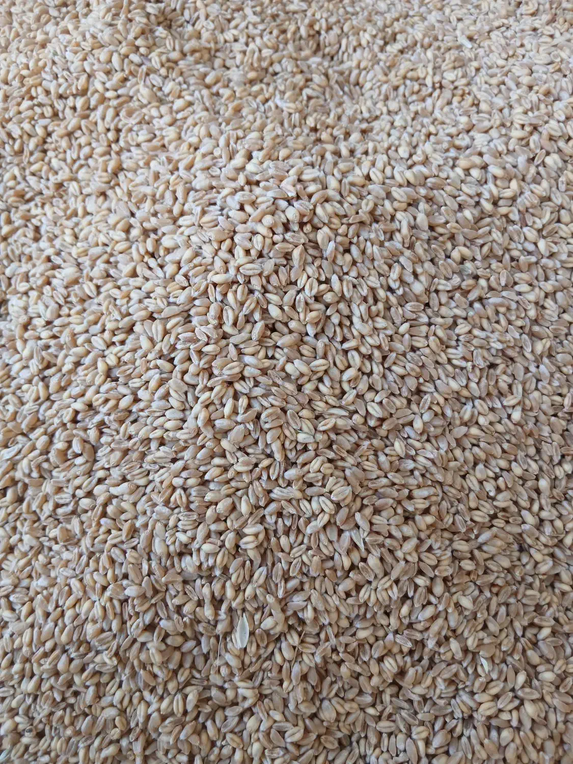 گندم آبی|عمدهفروشی|گیان, |دیوار