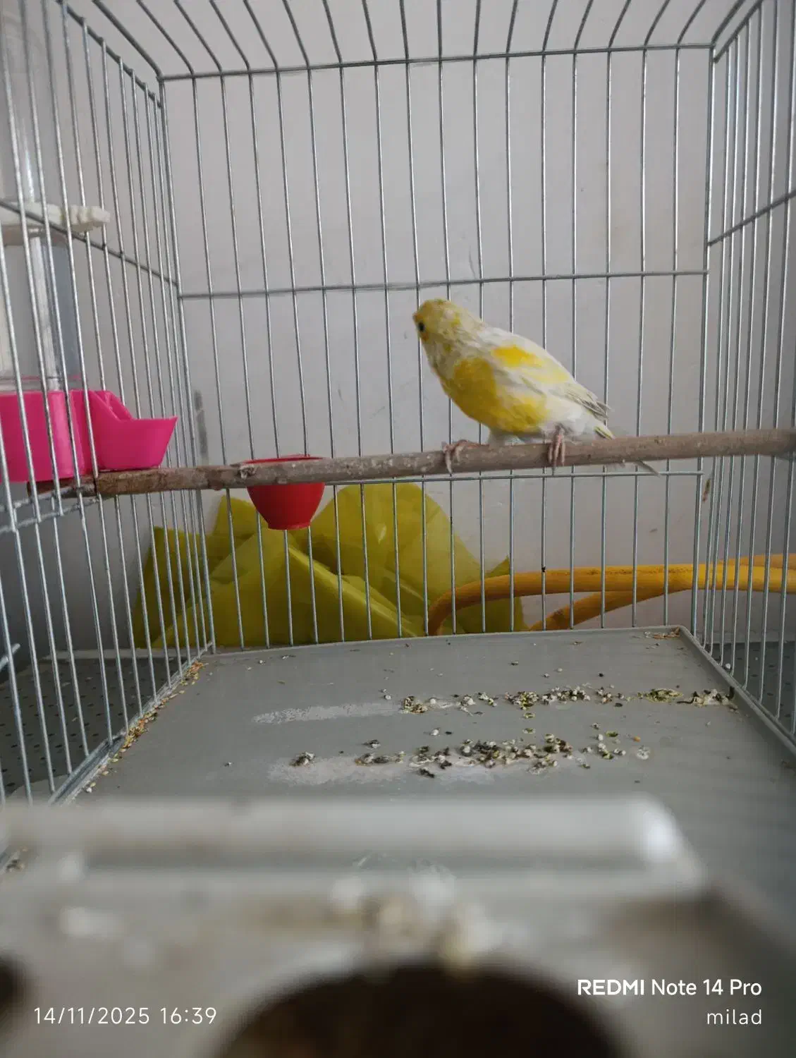 قناری نر|پرنده|کبودرآهنگ, |دیوار