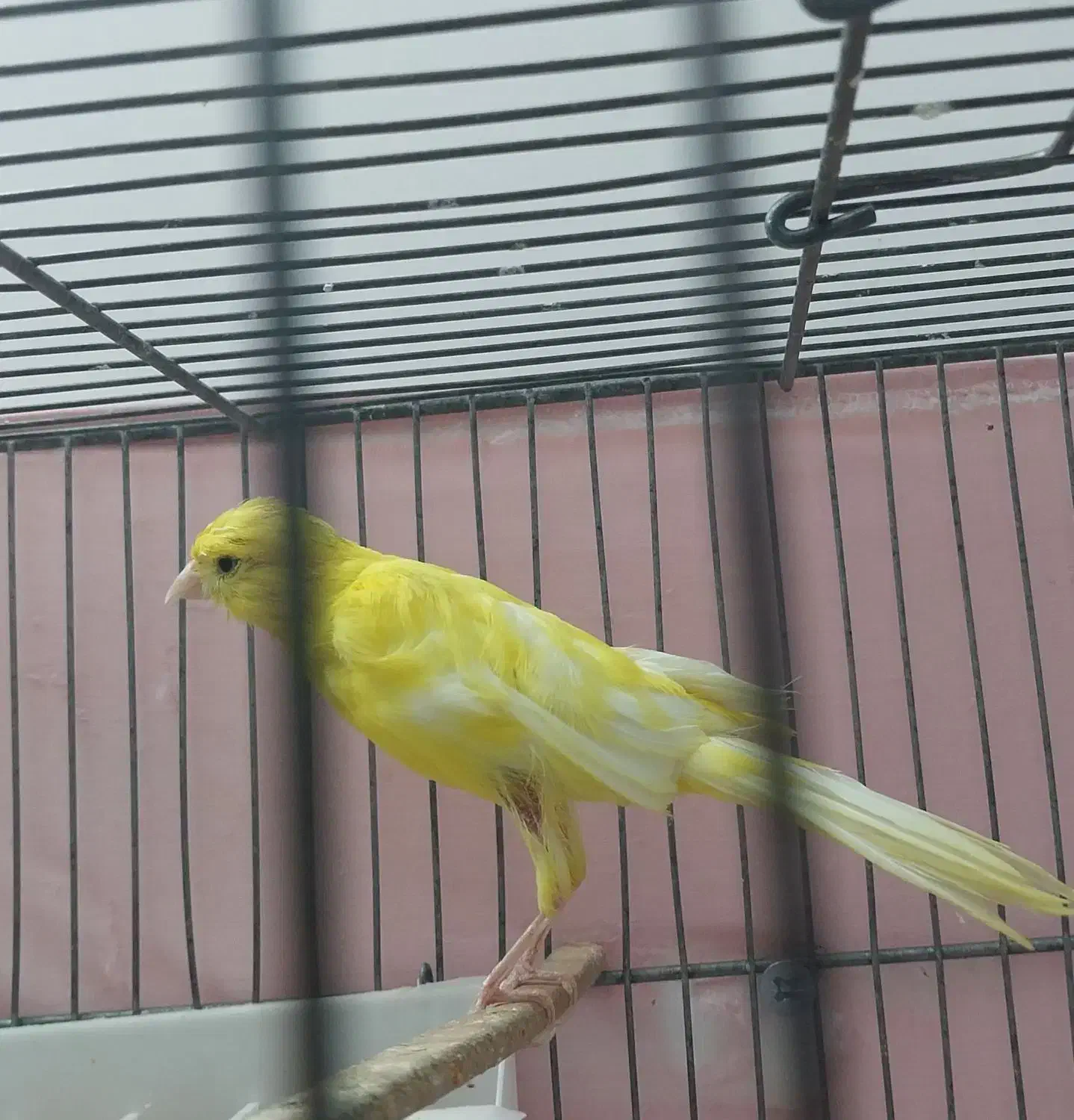 قناری ماده  بلند|پرنده|ساوه, |دیوار