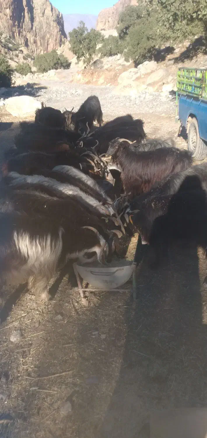 فروش ۲۰عددبز وبزغاله جوان وچاق|حیوانات مزرعه|دره شهر, |دیوار