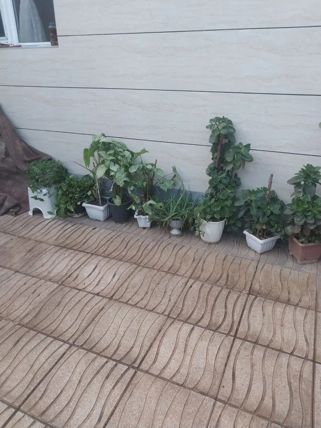 گل فروشی|گل و گیاه طبیعی|خوی, |دیوار