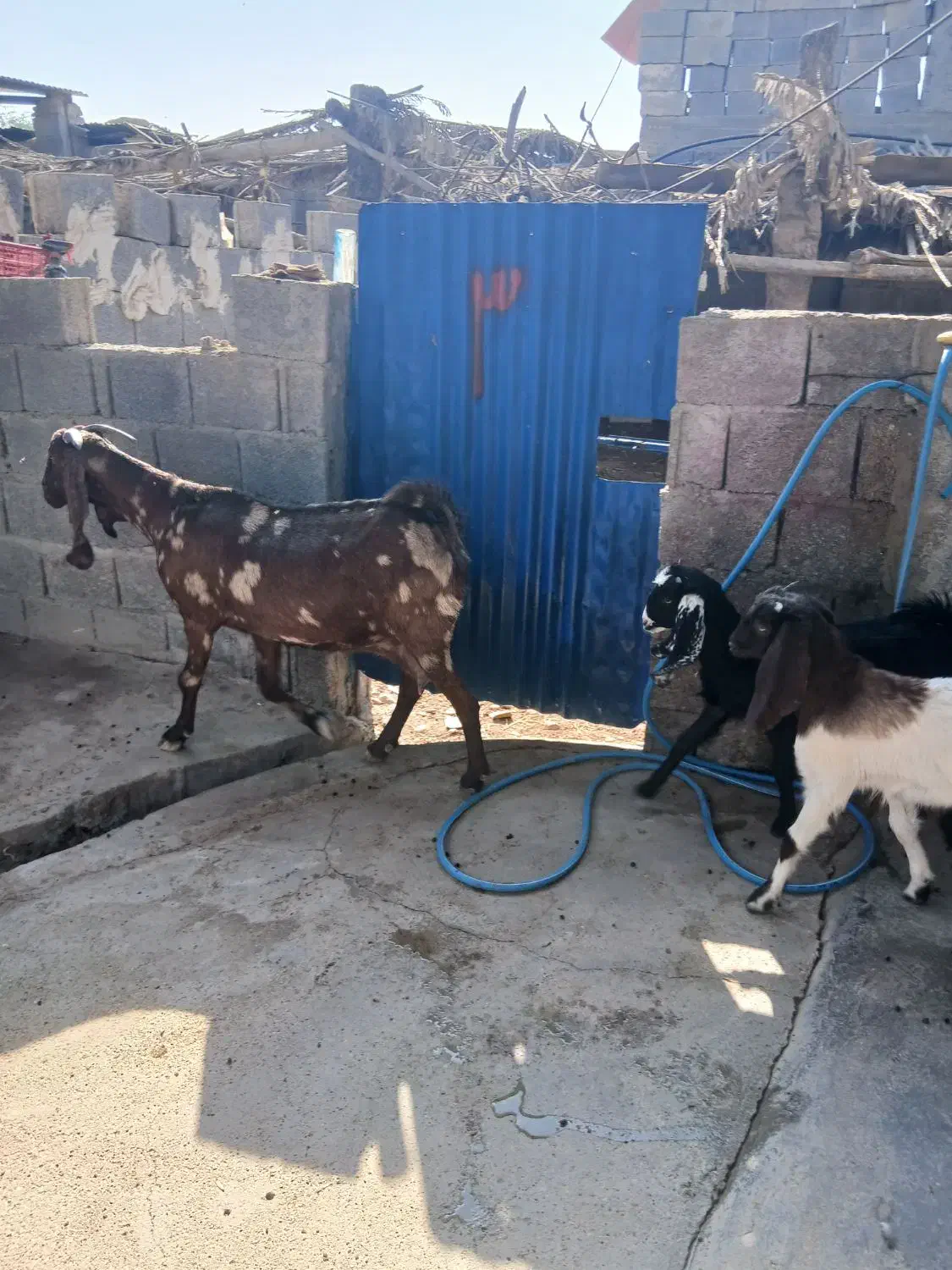 بز افغانی تکاوری دو قلو زا با دو کهره بزرگ|حیوانات مزرعه|سعدآباد, |دیوار