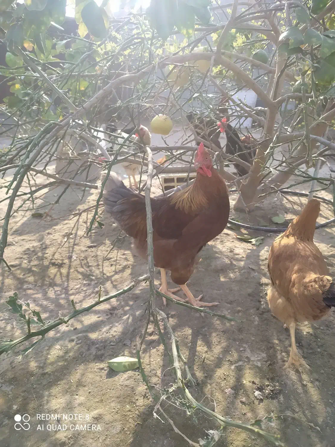 خروس محلی|حیوانات مزرعه|بندرعباس, |دیوار