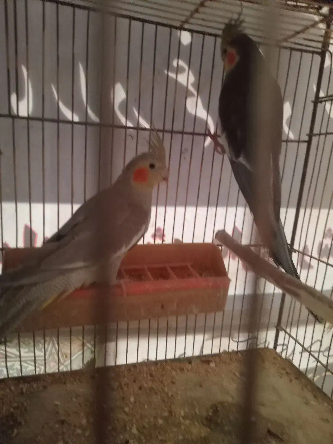 طوطی عروس|پرنده|سنگر, |دیوار