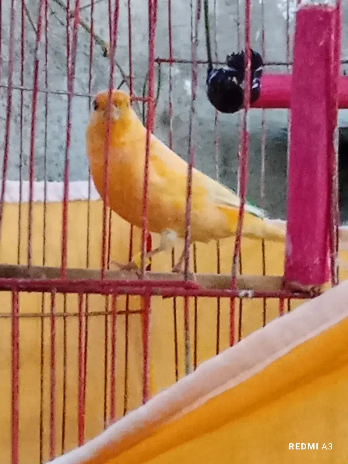 گم شده|حیوانات|بشاریات, |دیوار