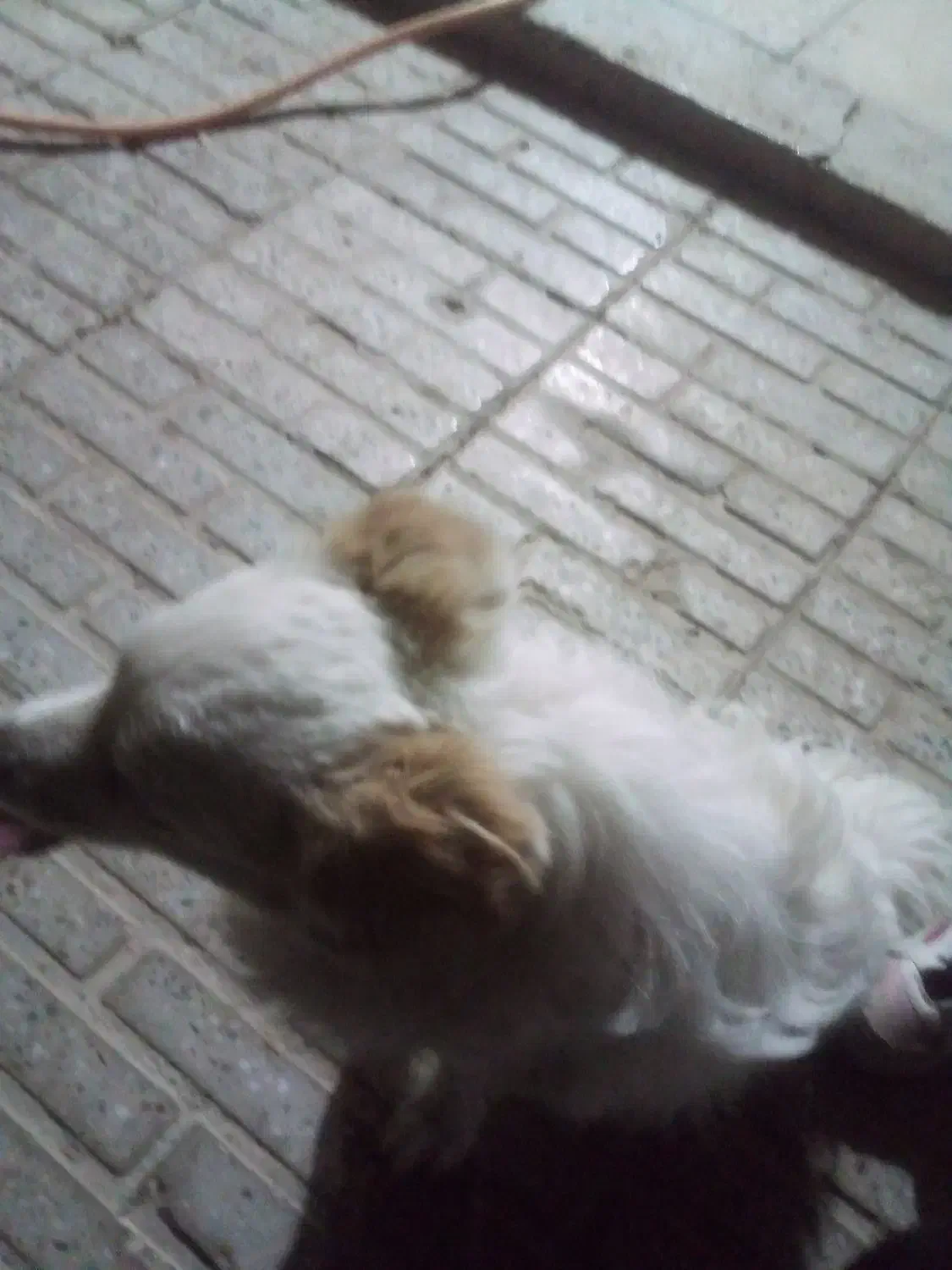 پاپی|سگ|فرخ‌شهر, |دیوار