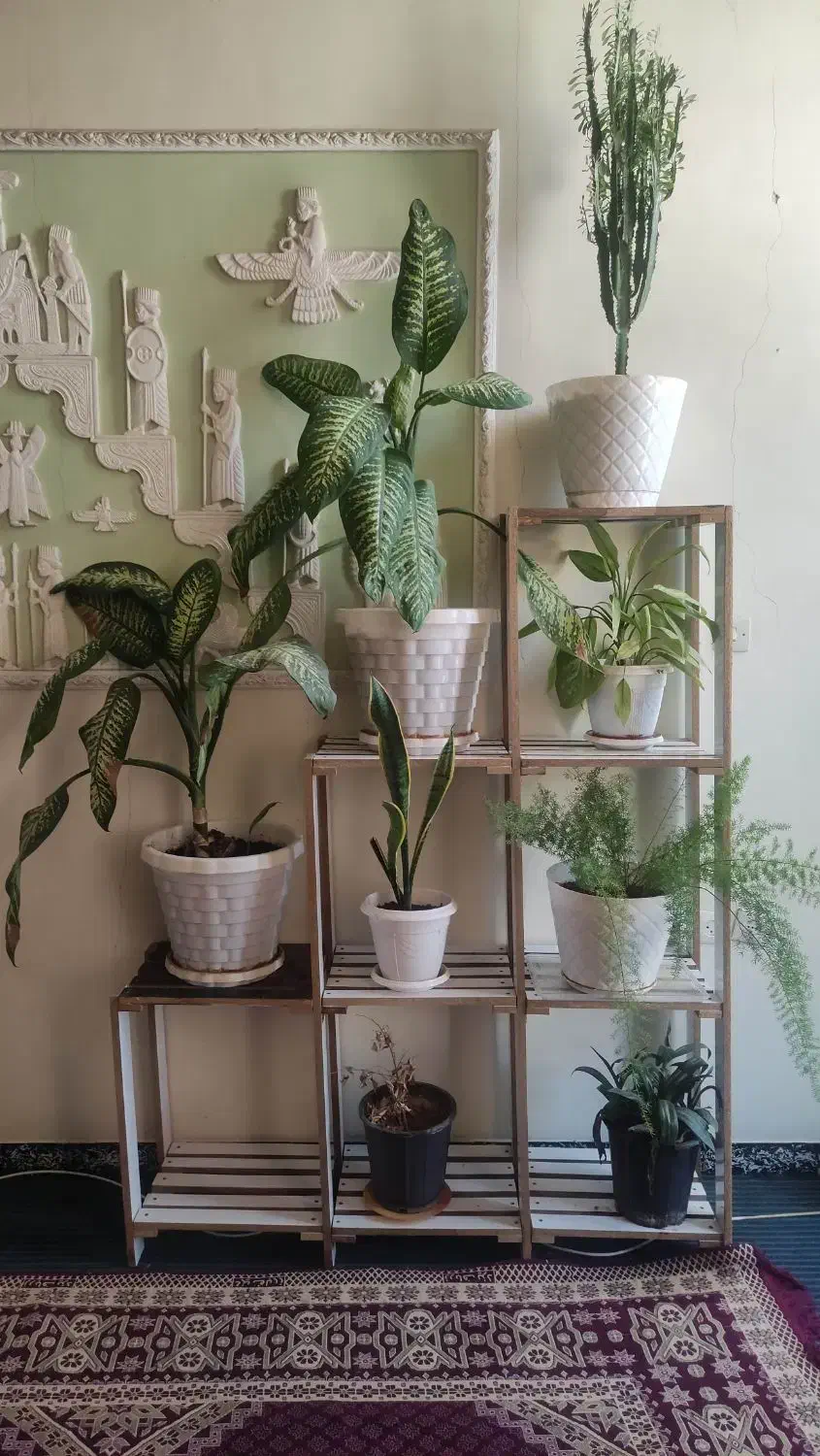 حراج تعدادی گل|گل و گیاه طبیعی|شیراز, احمدی جنوبی|دیوار