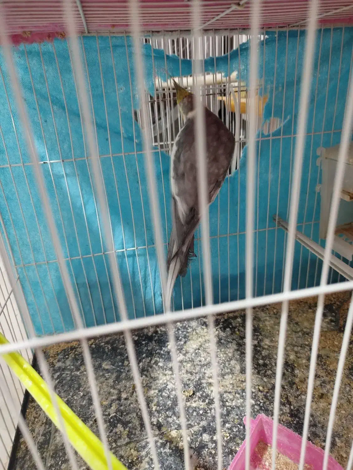 عروس هلندی|پرنده|چناران, |دیوار