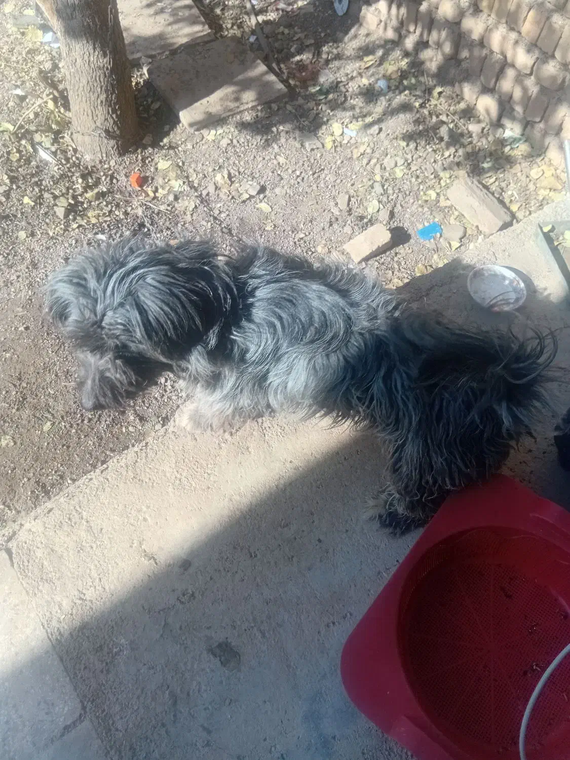 سگ پشمالو یا پا گوتاه|سگ|بوئین زهرا, |دیوار