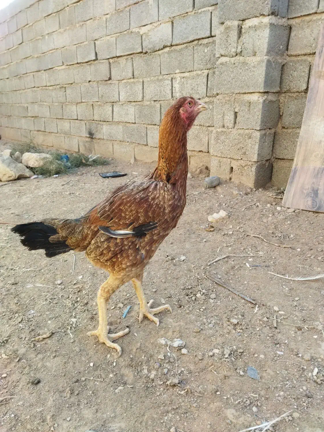 مرغ‌لاری|حیوانات مزرعه|پائین جام, |دیوار