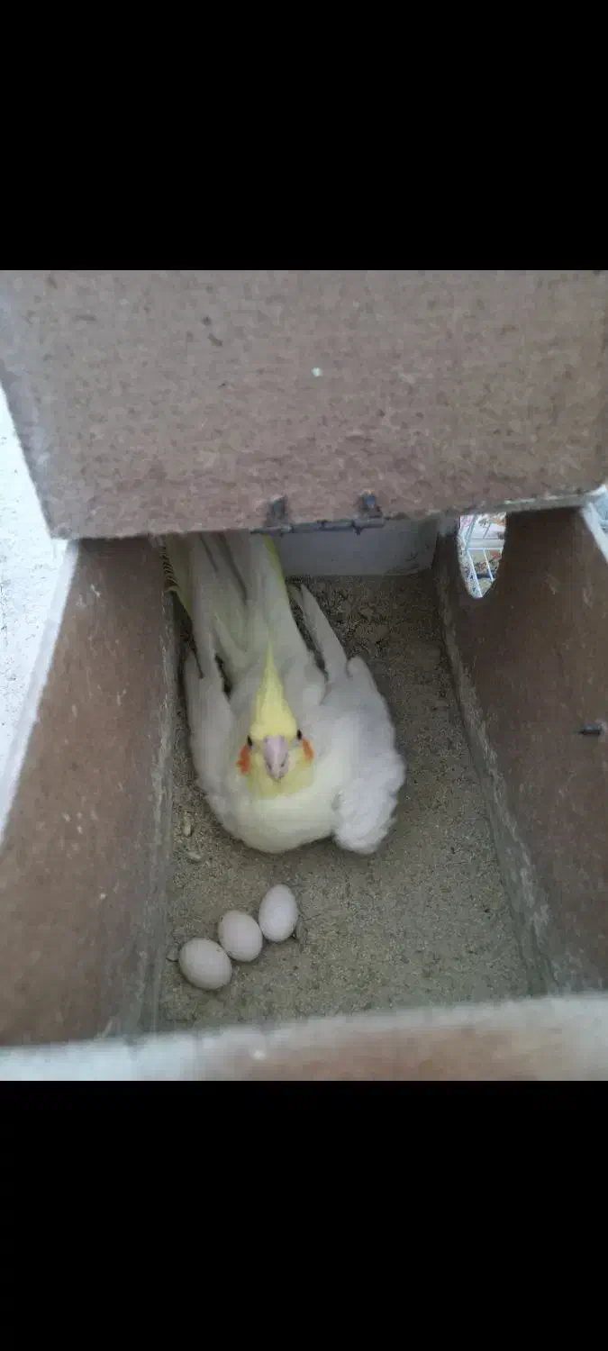 عروس وایت ولوتینو مولد|پرنده|تربت‌حیدریه, بازار|دیوار