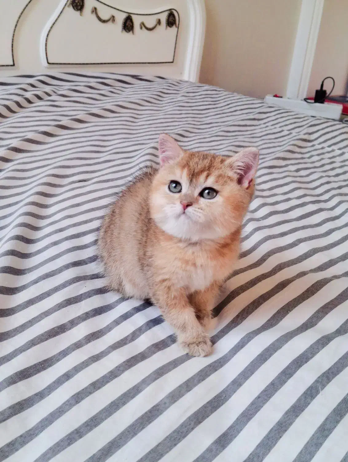 بریتیش شورتهِیر اصیل کد رنگی NY11|گربه|تهران, دبستان|دیوار