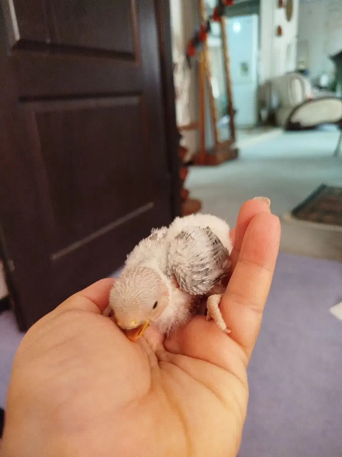 طوطی کوتوله برزیلی سرلاکی|پرنده|صدرا-فارس, فاز ۲|دیوار