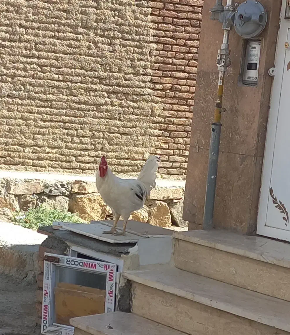 خروس گلین اصل|حیوانات مزرعه|سنندج, |دیوار