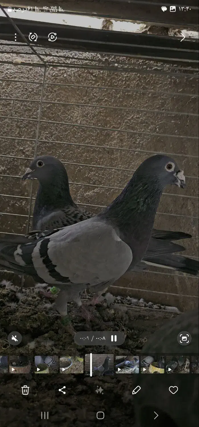 نروماده پلاکی|پرنده|خاش, |دیوار