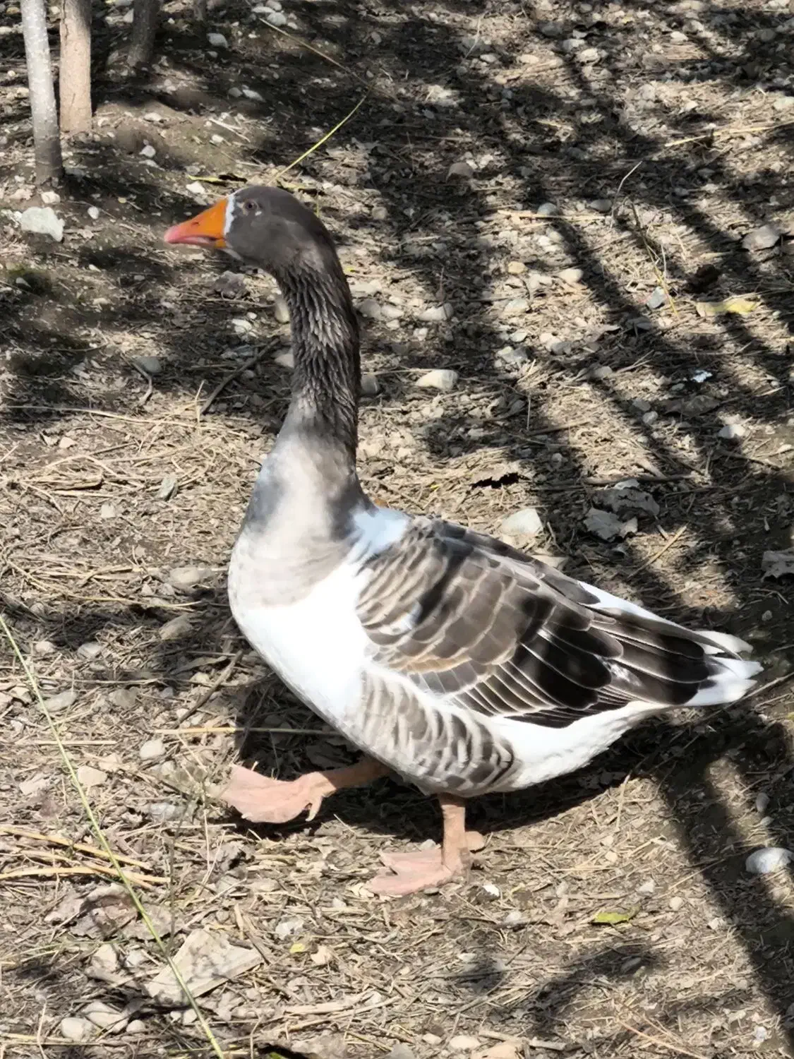 غاز دورگ|حیوانات مزرعه|گرگان, |دیوار