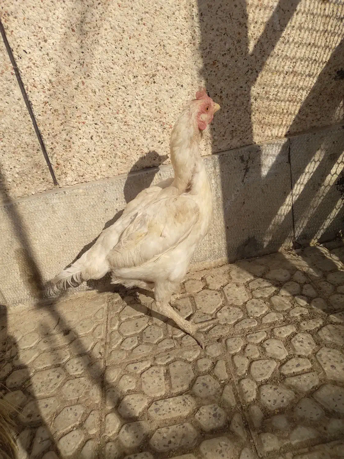 مرغ افغان کرچ|حیوانات مزرعه|خمینی‌شهر, |دیوار