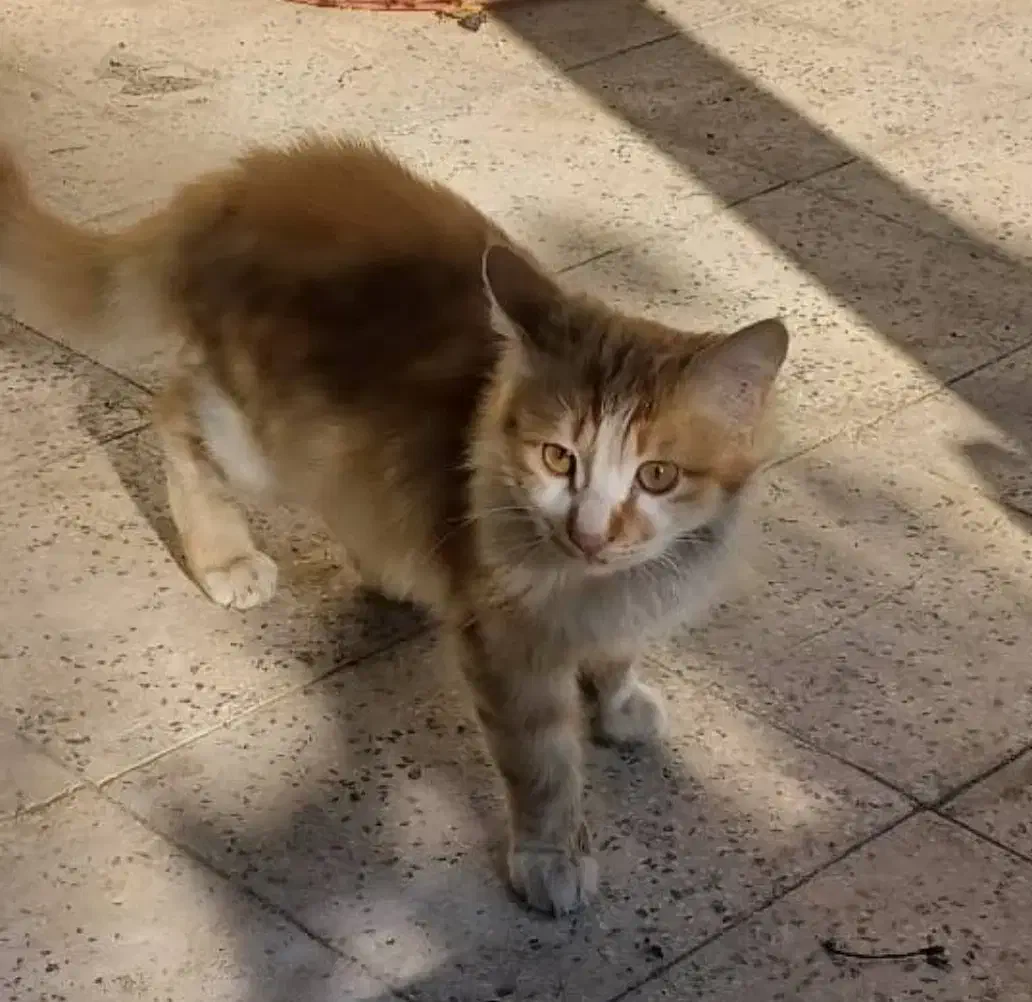 بدلیل مسافرت واگذار میشوند.|گربه|تبریز, |دیوار